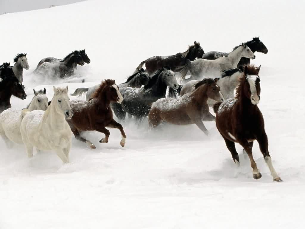 1024x768 Wallpaper: wild horses wallpaper