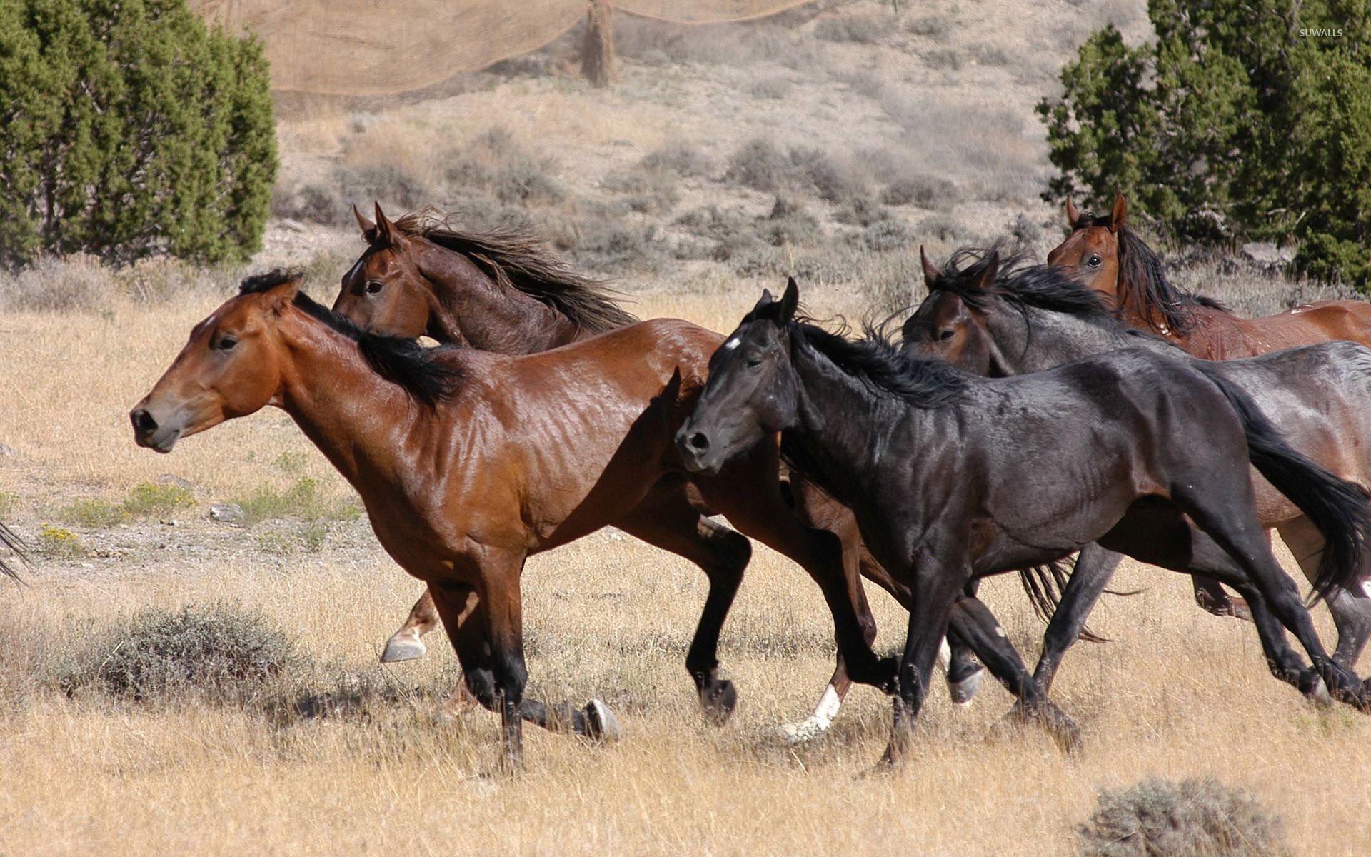 Wild Horses Running Wallpapers Top Free Wild Horses Running 