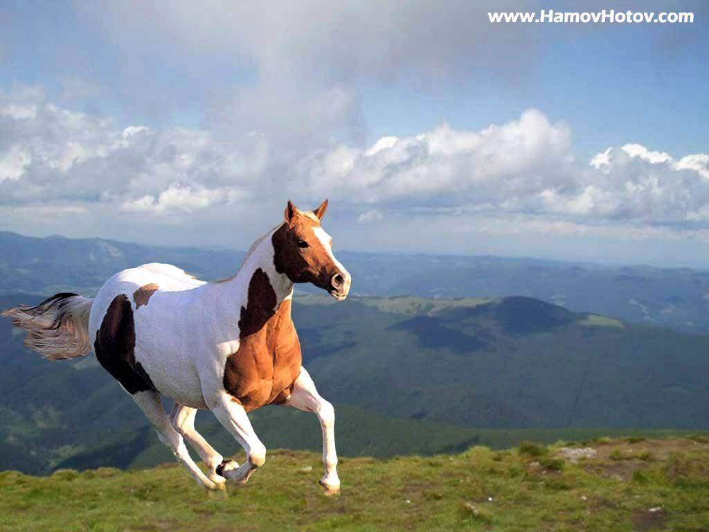 1024x768 Wild Horses Running, HD Wallpaper & background Download