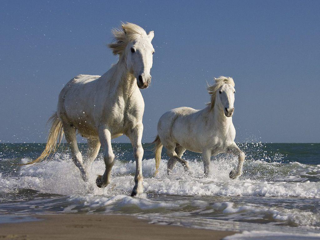 1024x768 Wild Horses. Horses, Wild horses running, Horse wallpaper