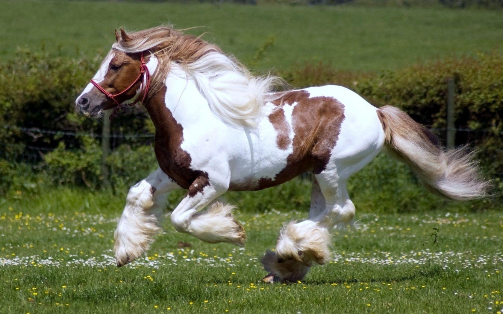 1680x1050 Free download Wild Horses Running Wallpaper brown and white horse