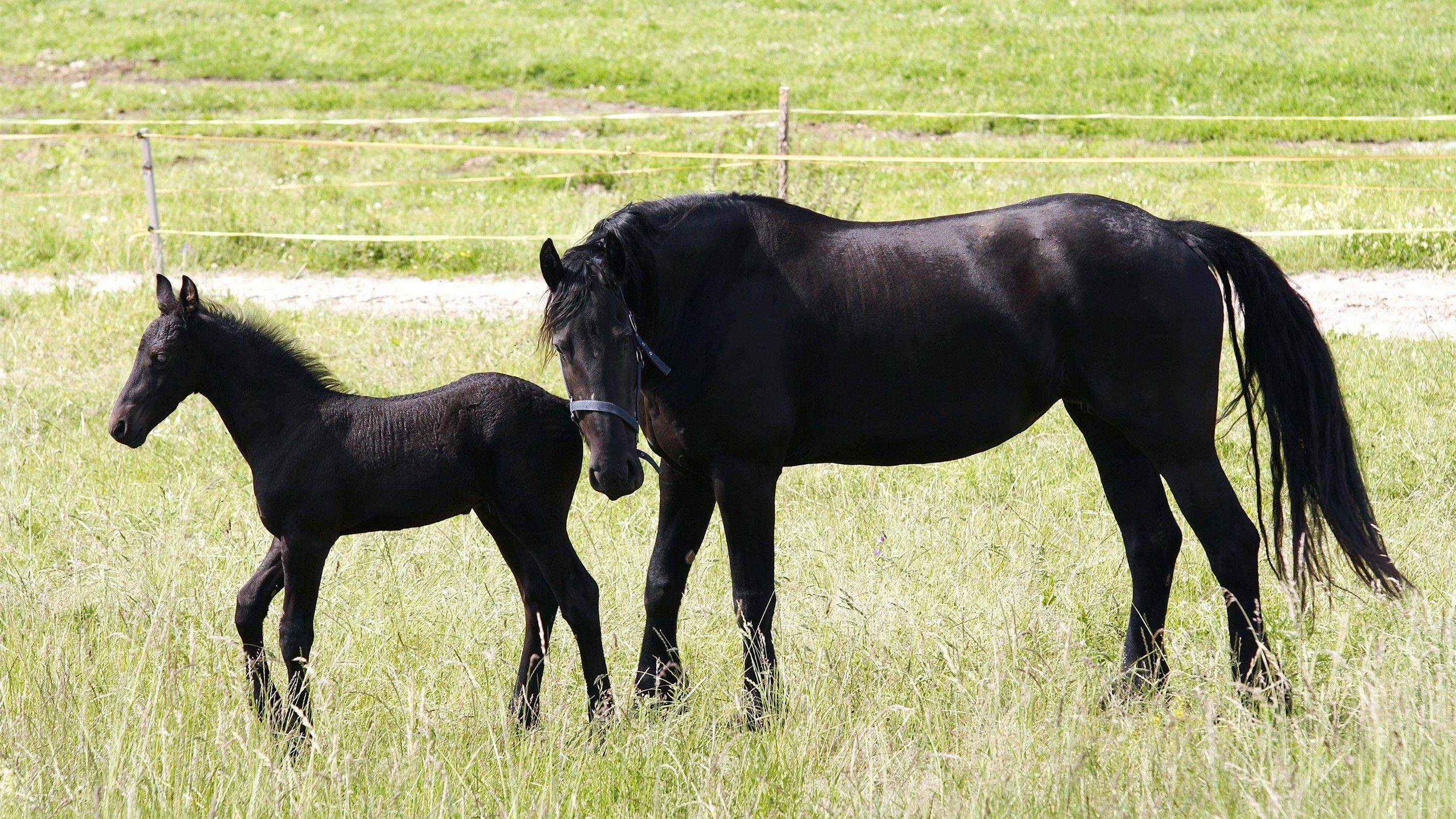2880x1620 Horse With Baby, Download Wallpaper