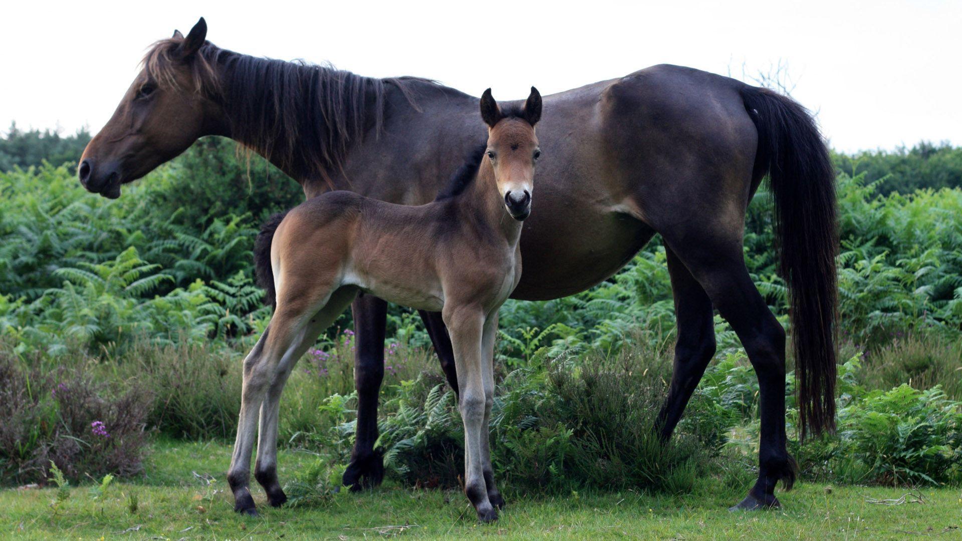 1920x1080 Baby Horse With Mother Horse Desktop Wallpaper HD Wallpaper & Background Download