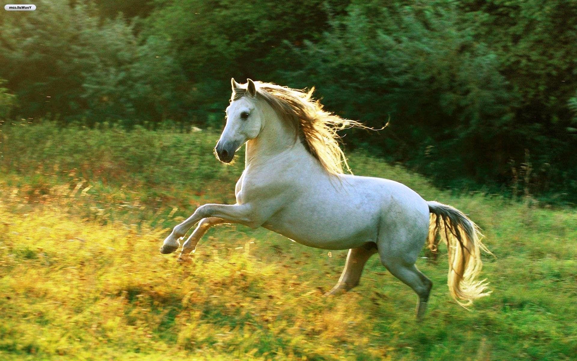 1920x1200 Wild Horse Desktop Wallpaper