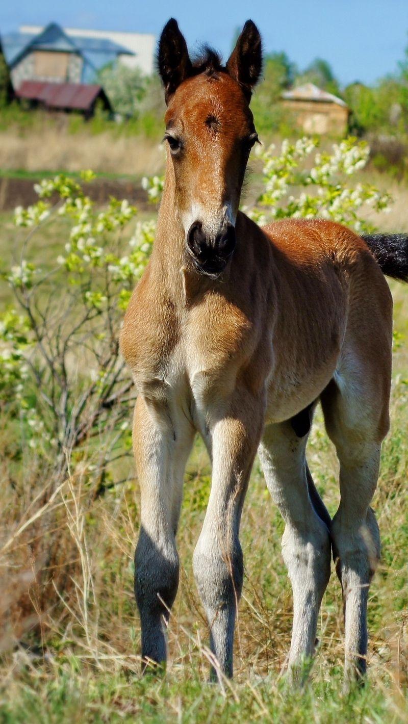 800x1420 Download wallpaper 800x1420 stallion, horse, grass, baby iphone se
