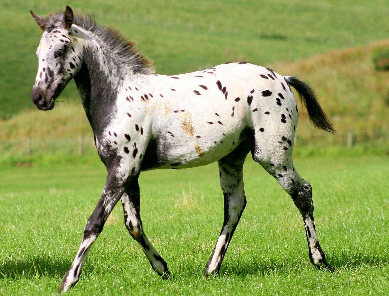 horse baby born