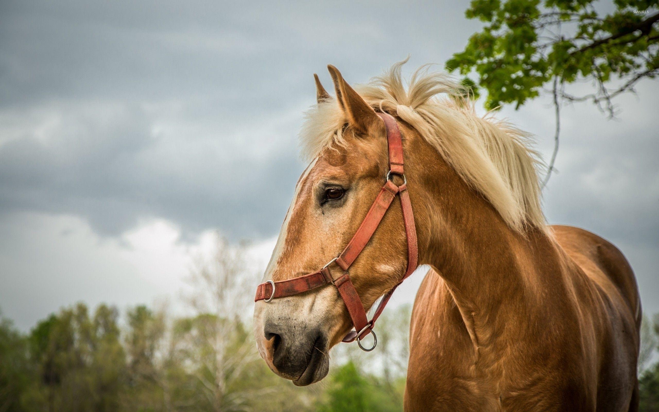 2560x1600 Beautiful Horse From A Side Close Up Wallpaper Wallpaper