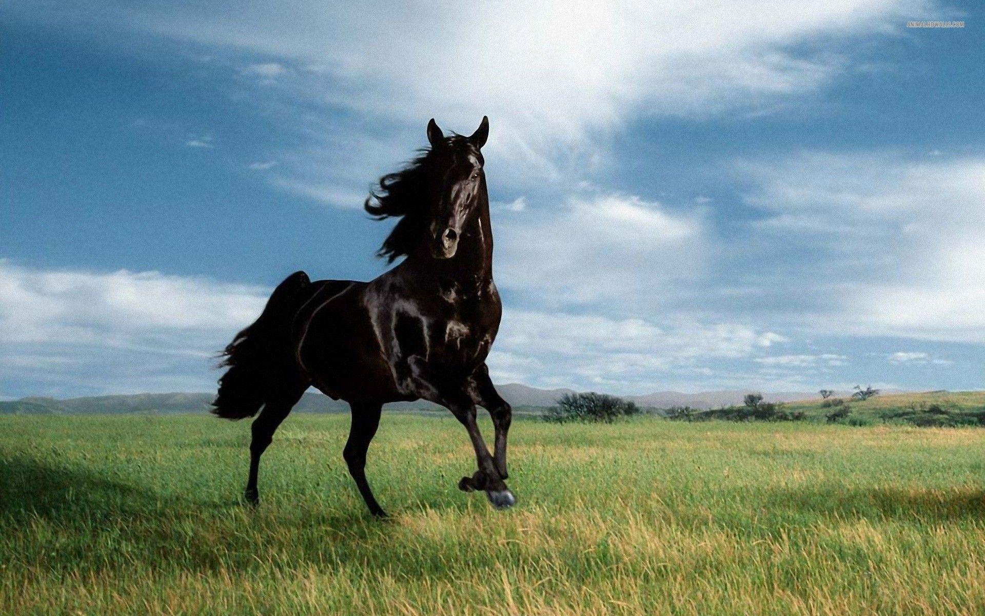 1920x1200 Wild Horses Wallpaper For Desktop Wild Black Horse