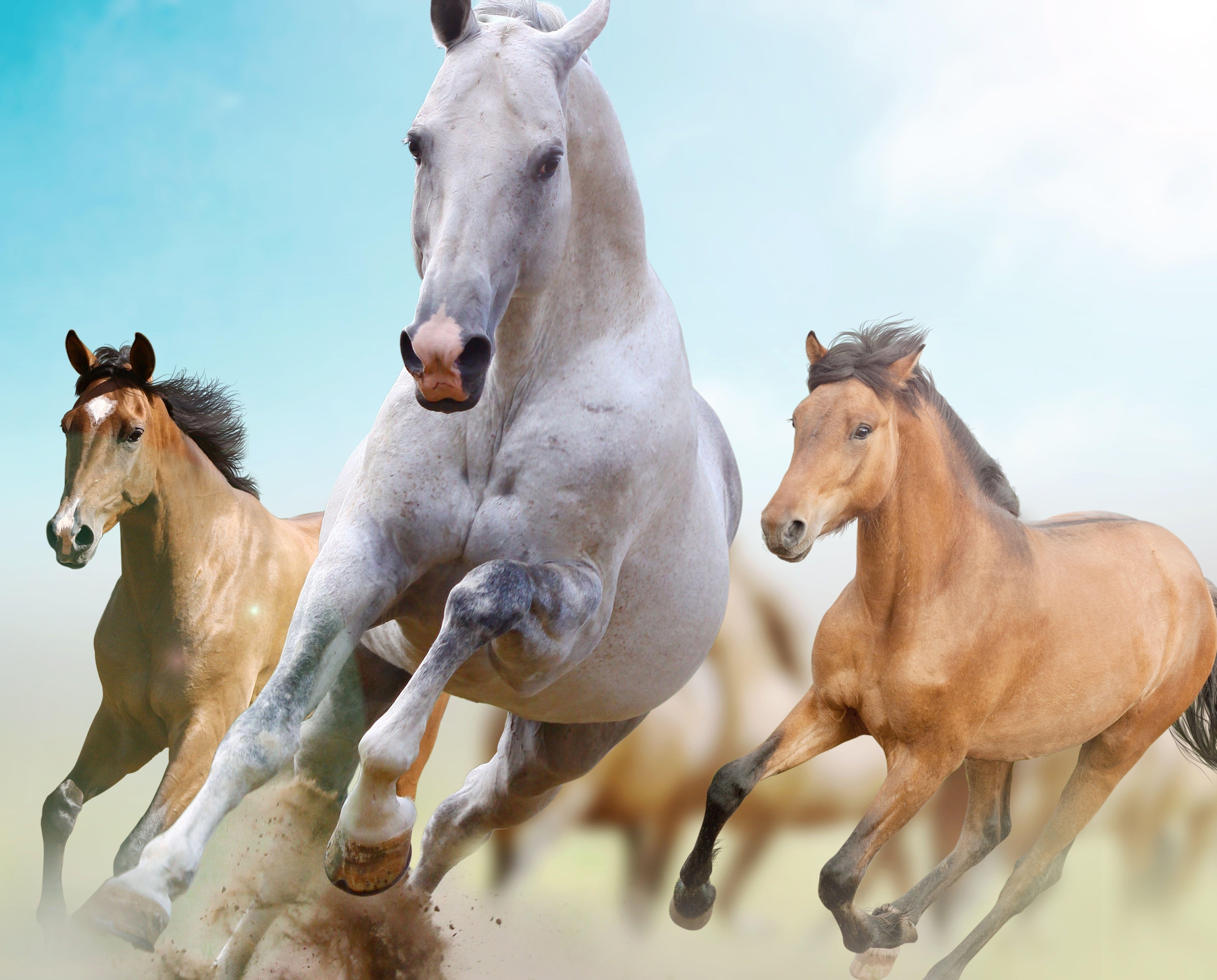 Wild Horses Running Wallpapers - Top Free Wild Horses Running