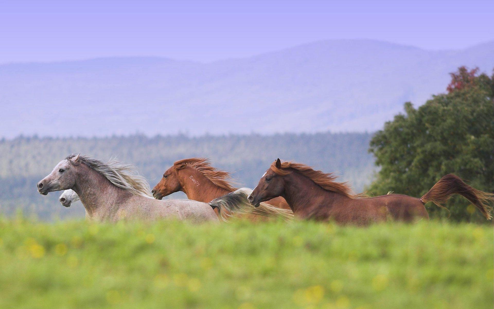 Wild Horses Running Wallpapers - Top Free Wild Horses Running