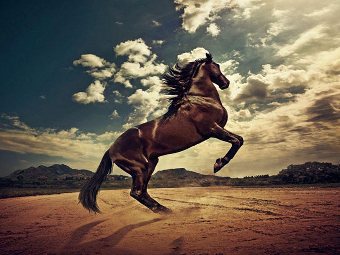 Wild Horse Wallpapers - Top Free Wild Horse Backgrounds - WallpaperAccess