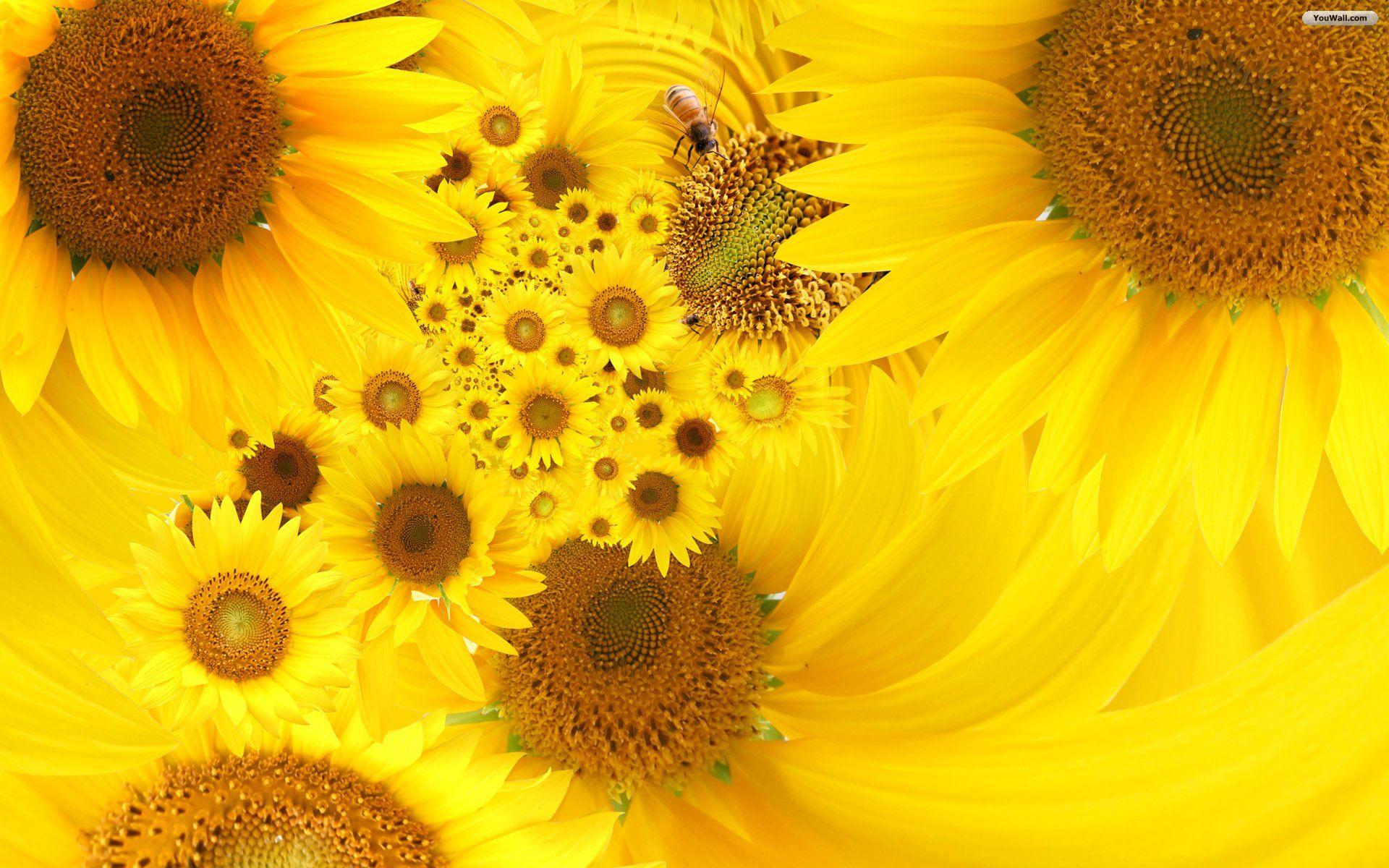 Sunflower Art Wallpapers Top Free Sunflower Art Backgrounds