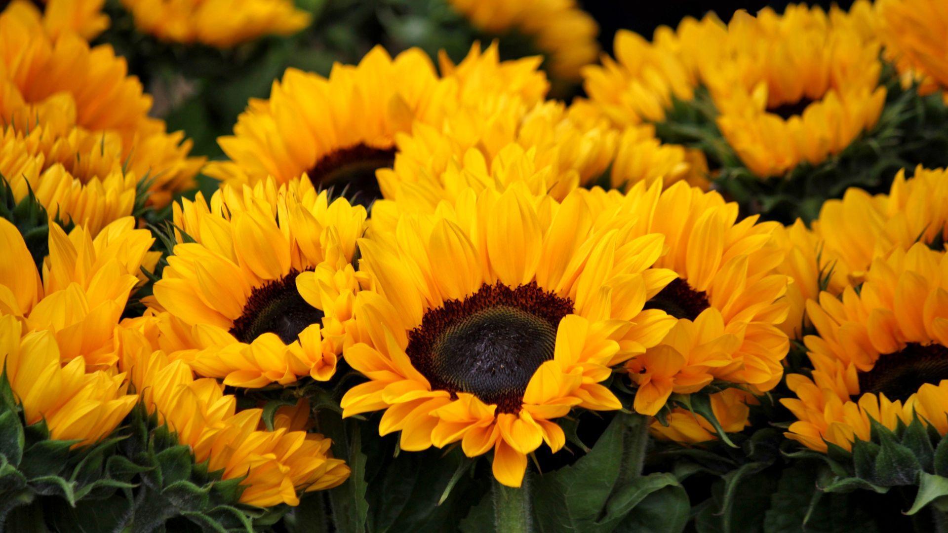 1920x1080 Yellow Sunflowers Wallpaper