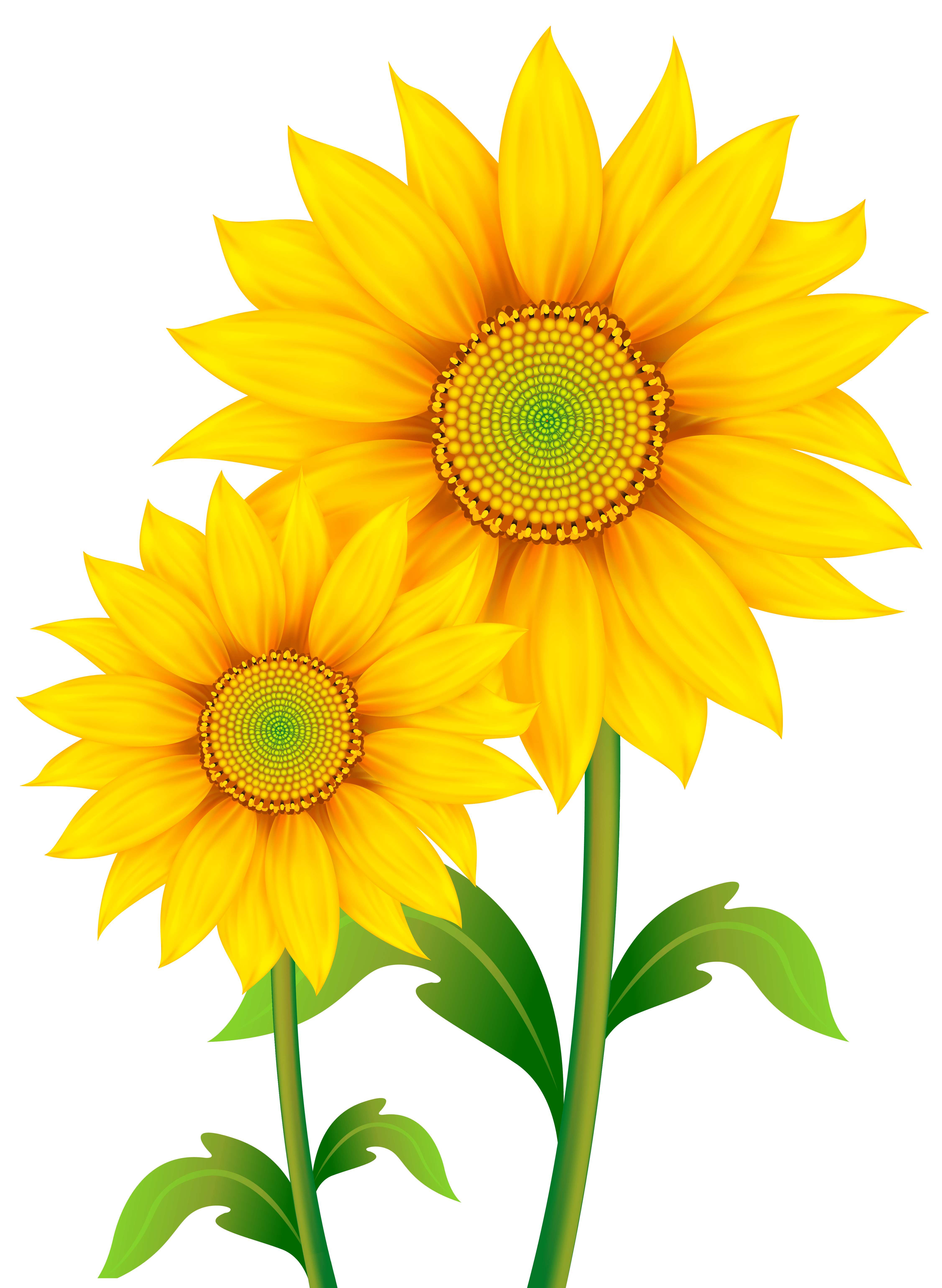 4504x6158 Sunflower Clipart Wallpaper