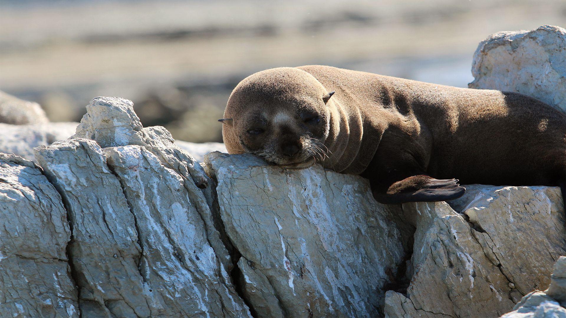 1920x1080 Fur Seal Battleground Wild Episode