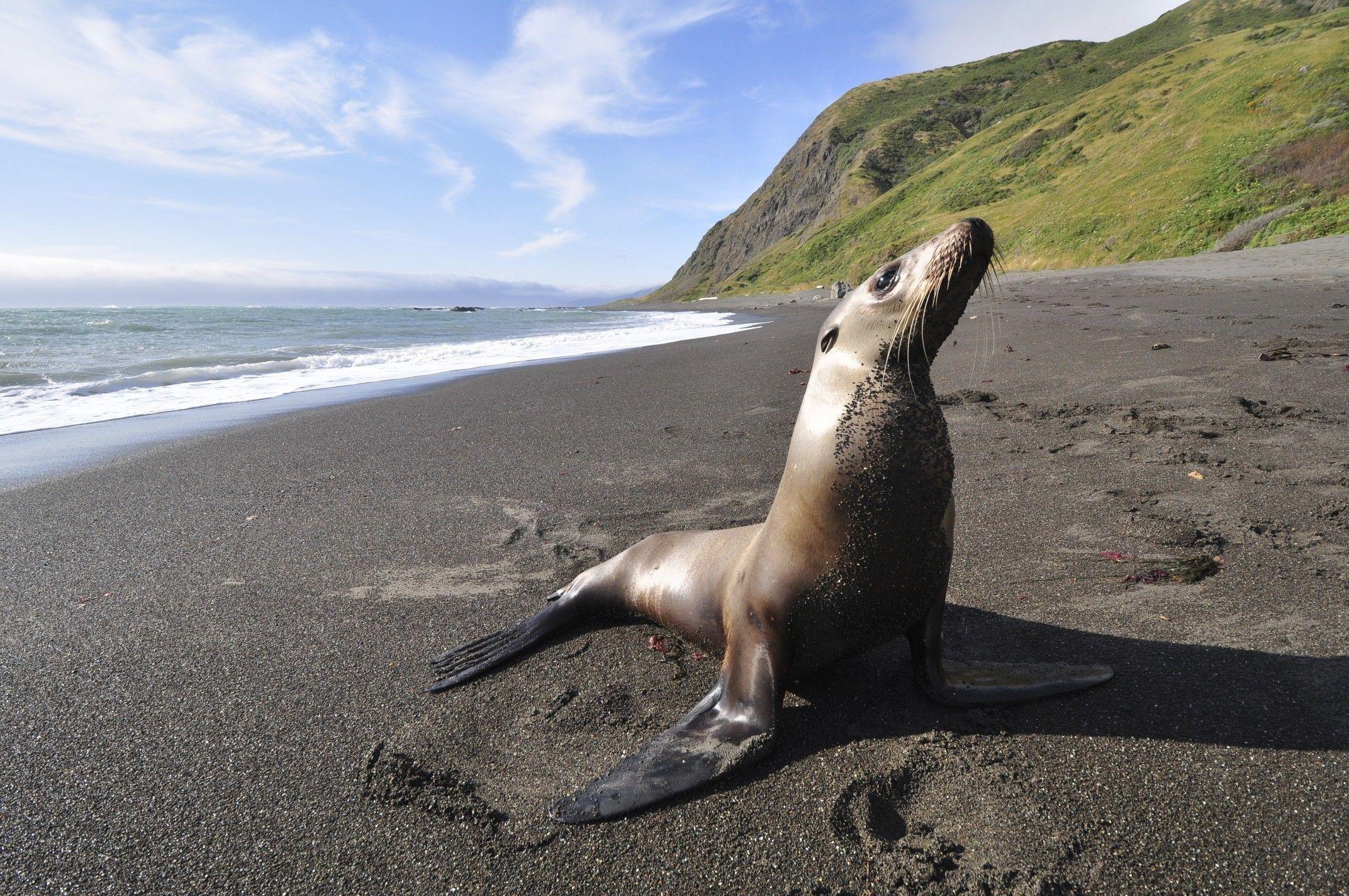 2144x1424 Fur seal wallpaper