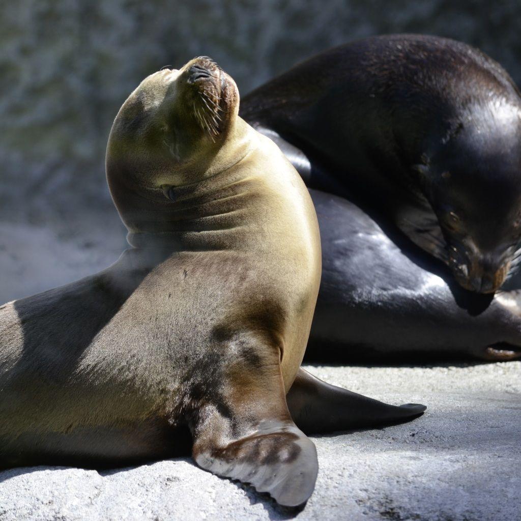 1024x1024 Fur Seal, Playful, Couple, HD 4K Wallpaper