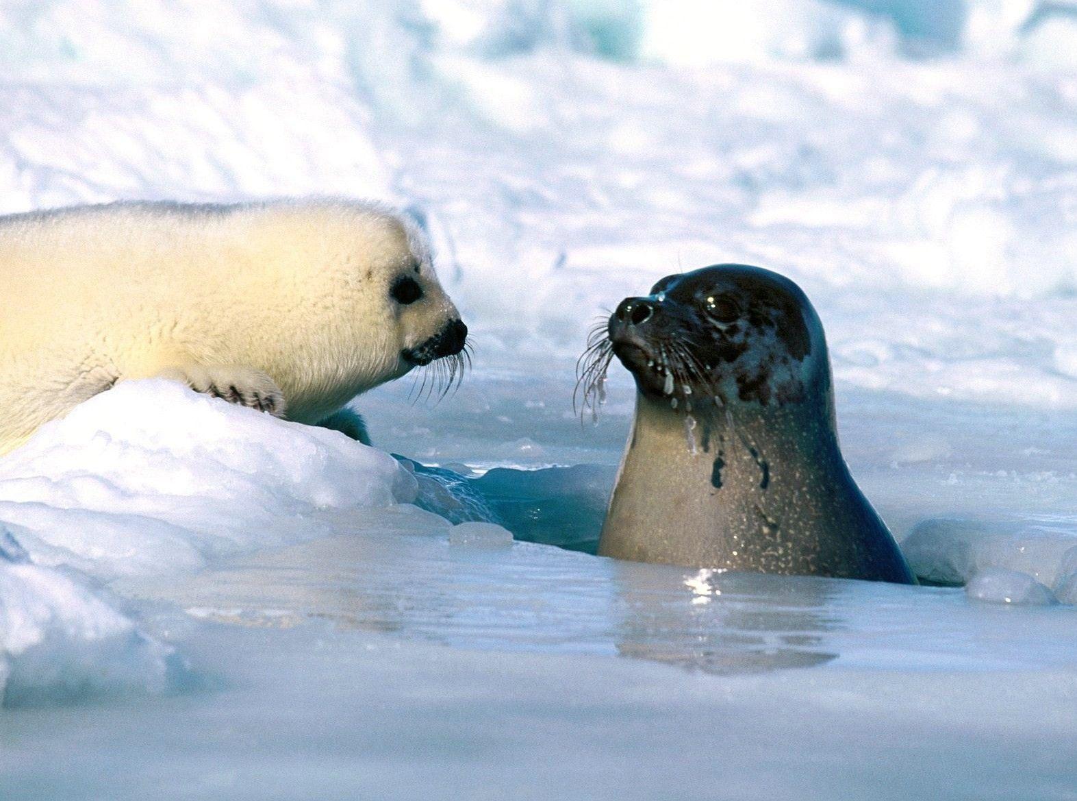 1573x1169 Harp Seal Best Wallpaper 27815