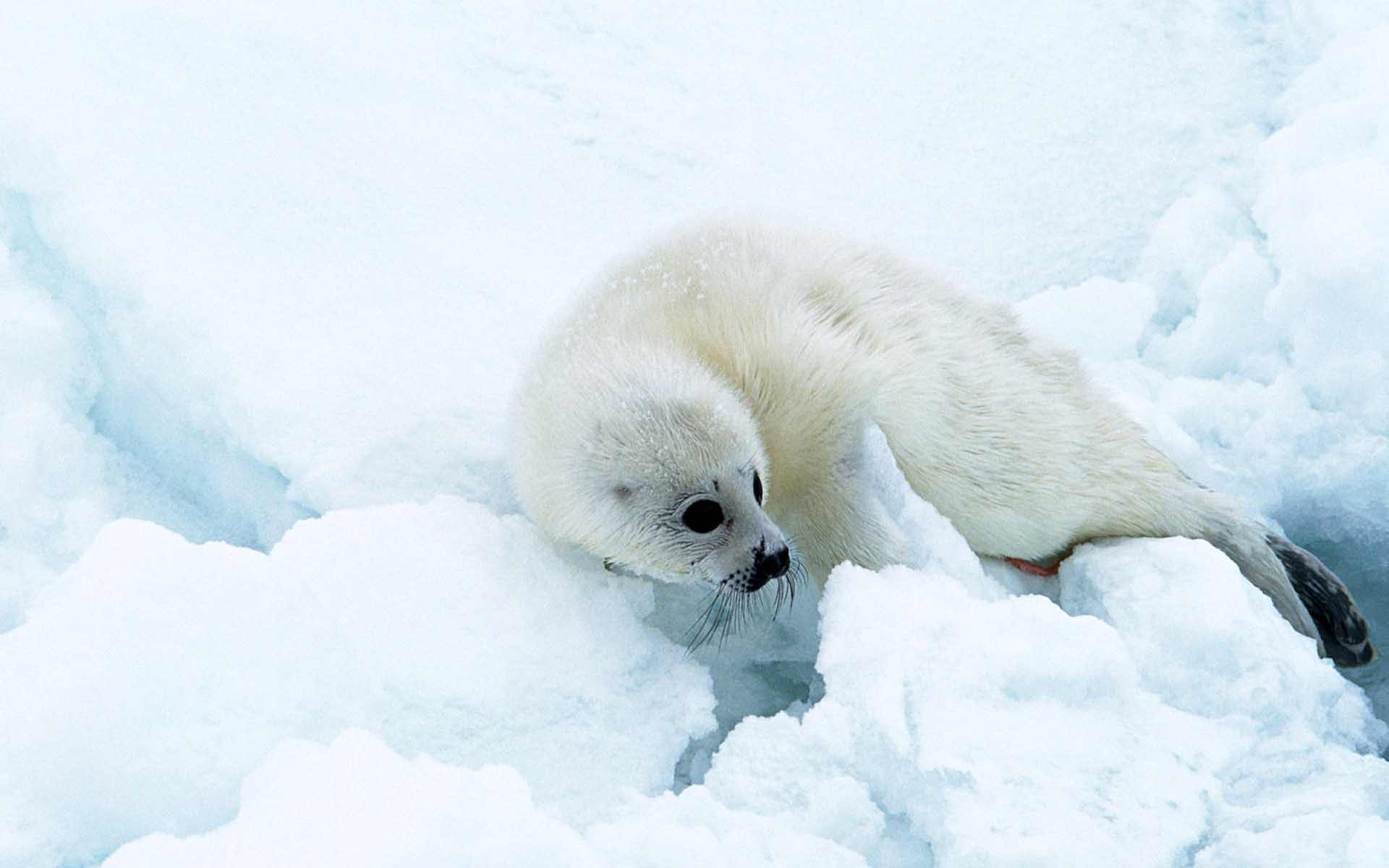 1920x1200 Animals Fur Seal New Ice Background HD Wallpaper 1920x1200