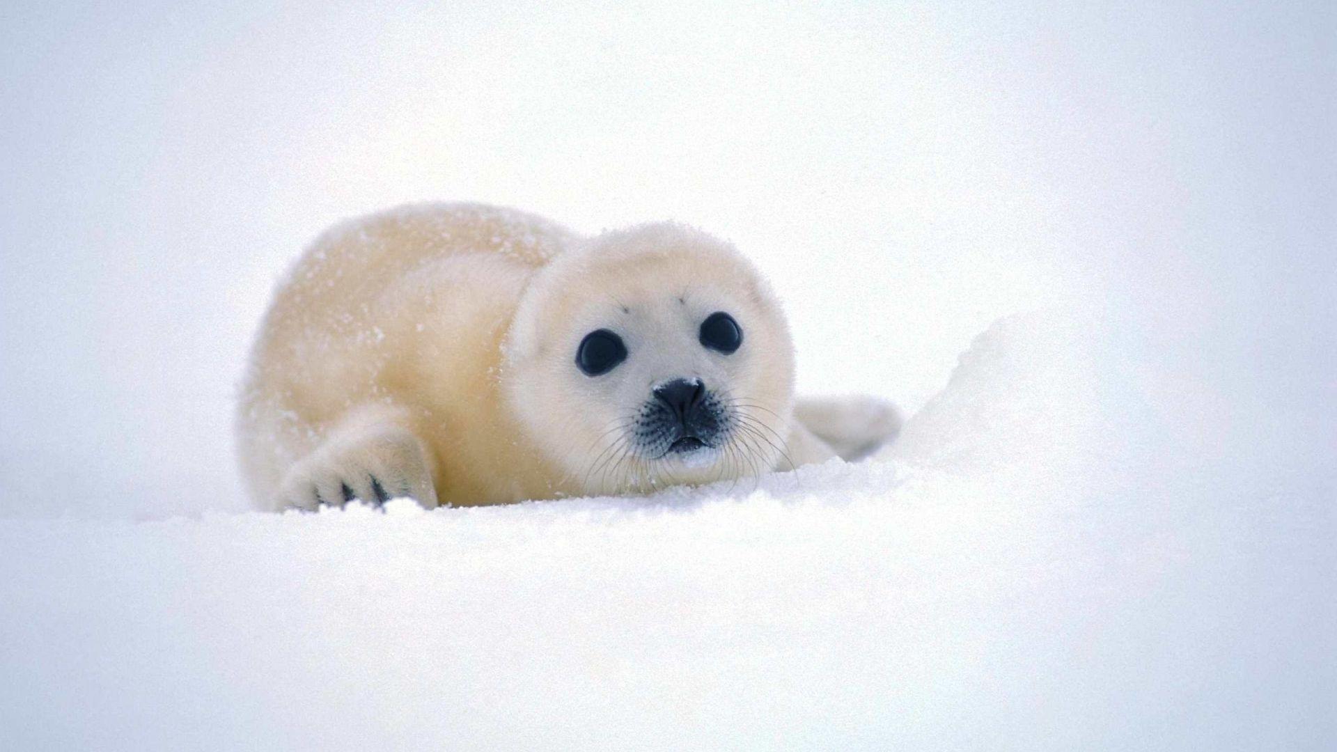 1920x1080 Download Wallpaper 1920x1080 fur seal, snow, antarctica Full HD