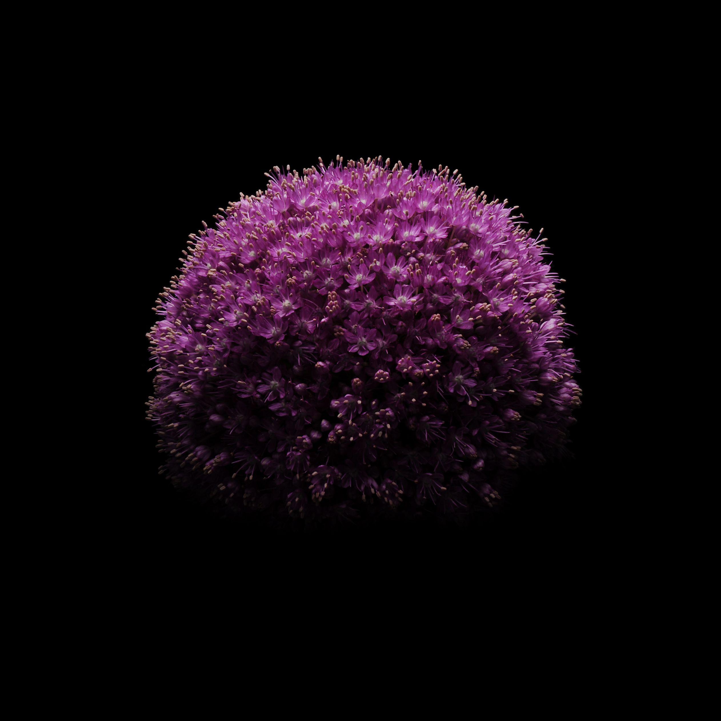 2524x2524 Download the new iOS 8 wallpaper