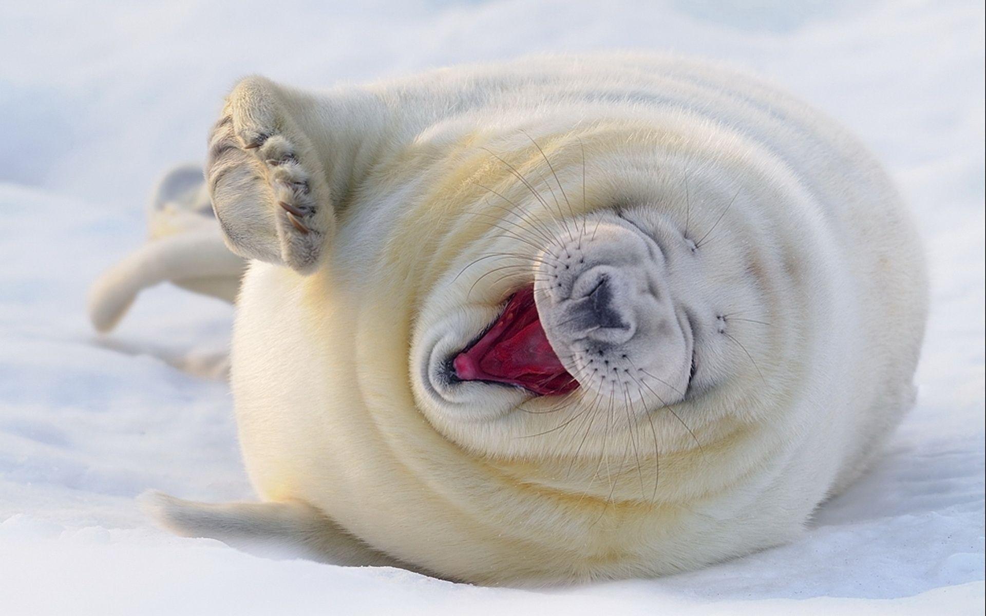 1920x1200 Yawning fur seal wallpaper and image, picture, photo