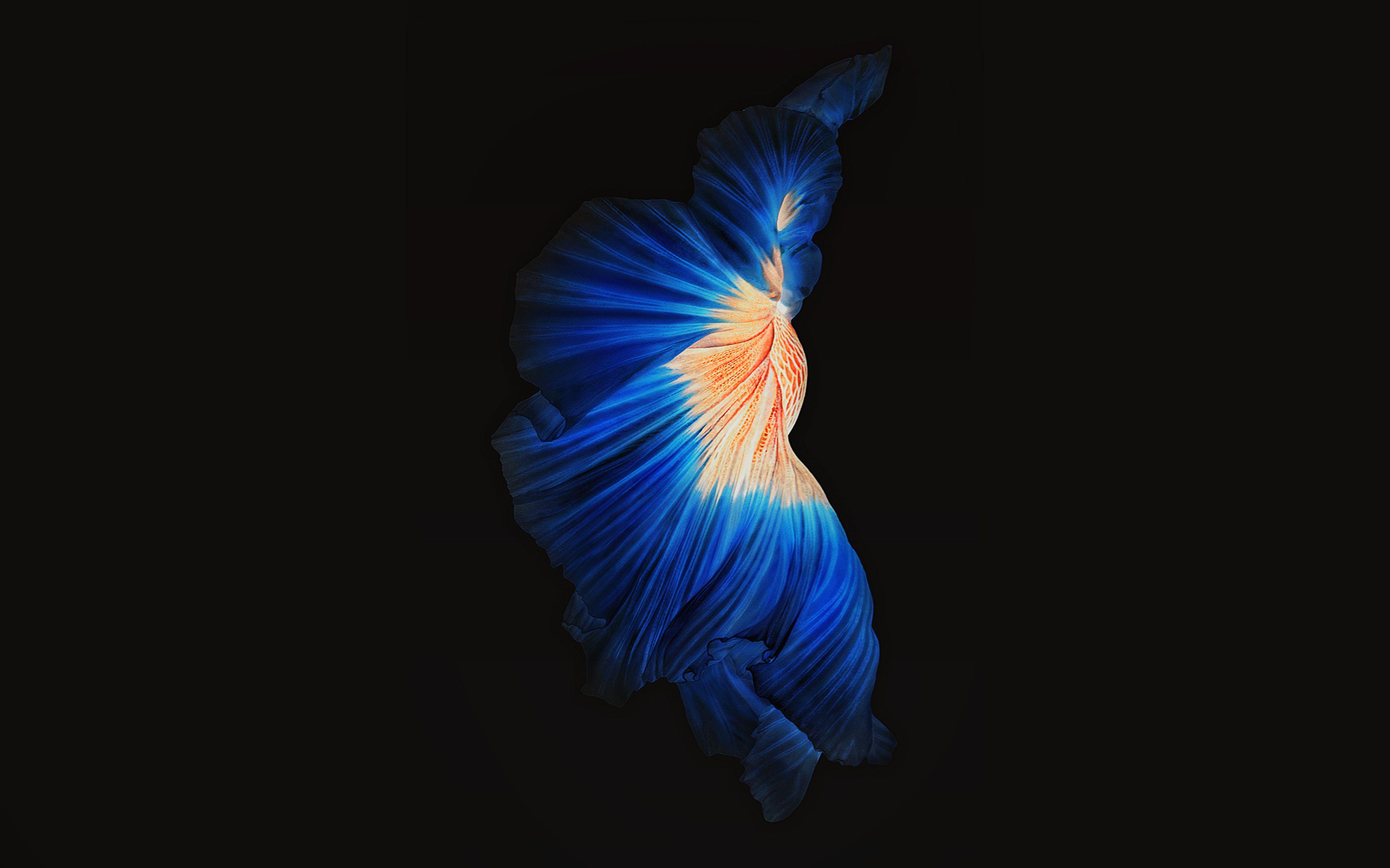 3840x2400 Apple Live Photo Ios9 Iphone6 Dark Blue