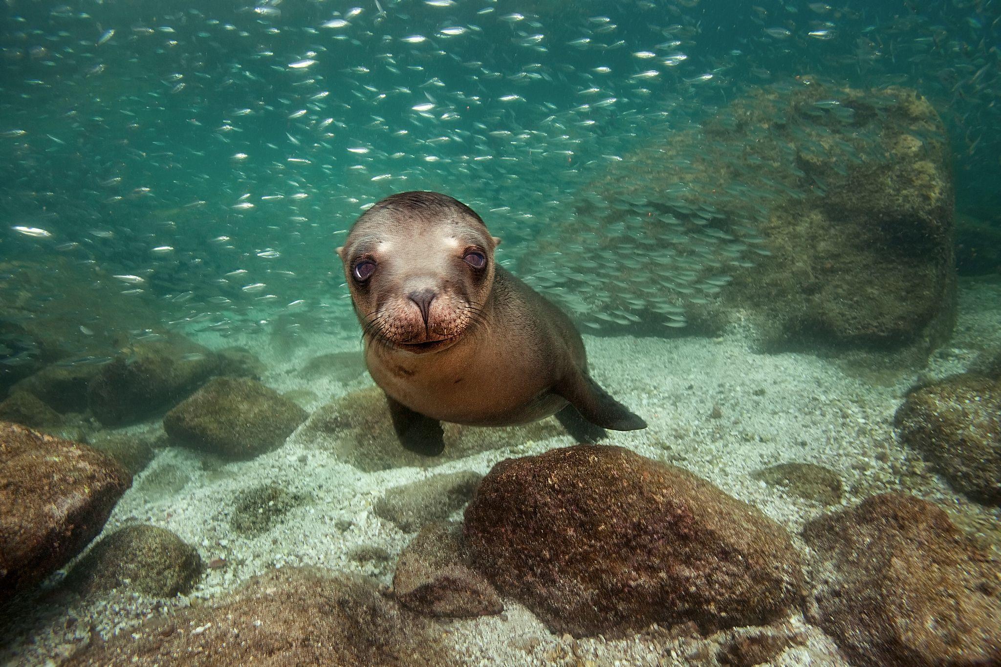 2048x1365 Sea Lion Full HD Wallpaper and Background Imagex1365