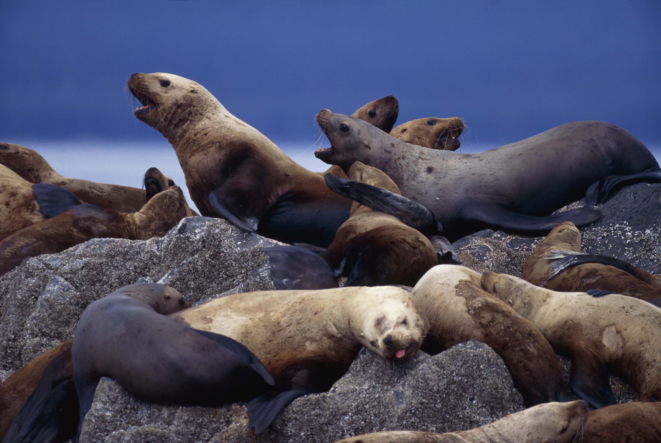 2560x1714 Sea Lion Full HD Wallpaper and Background Imagex1714