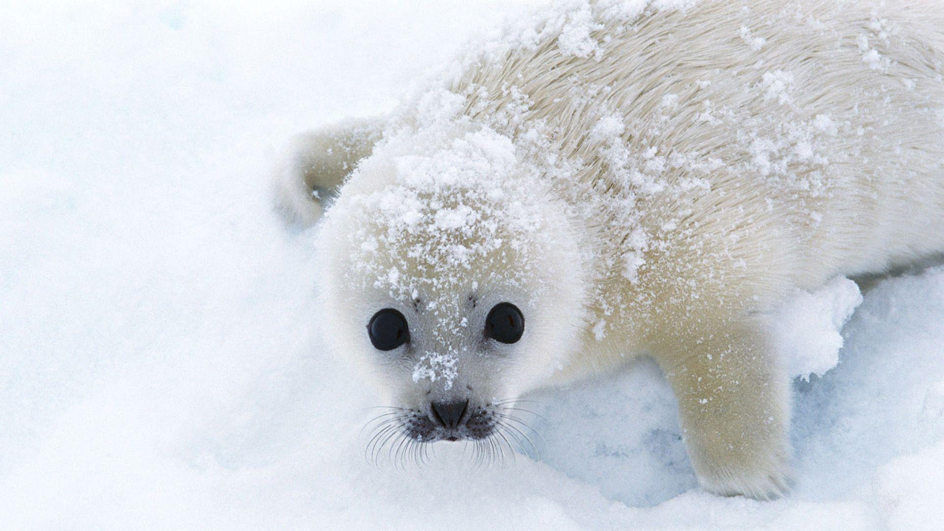 1920x1080 Seal Wallpaper, Seal Wallpaper and Picture Collection