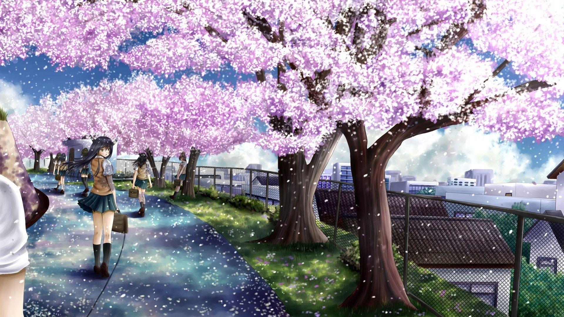 anime scenery cherry blossoms background