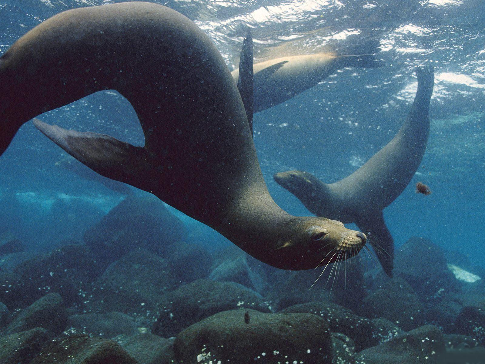 1600x1200 Fur seal Normal 1600x1200