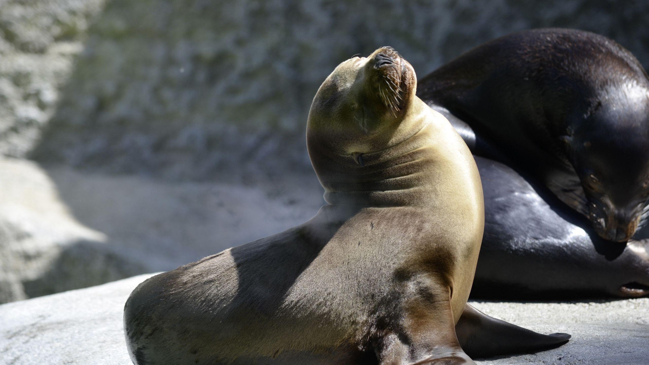 2560x1440 Download wallpaper 2560x1440 fur seal, playful, couple widescreen 16