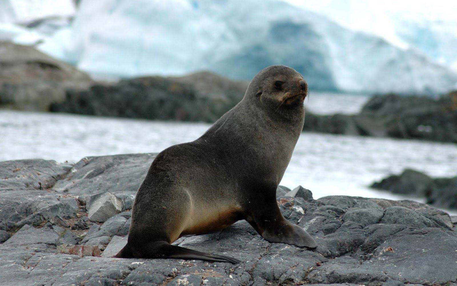 1600x1000 Fur seals have external ears, unlike true seals. The Selkie Tribes