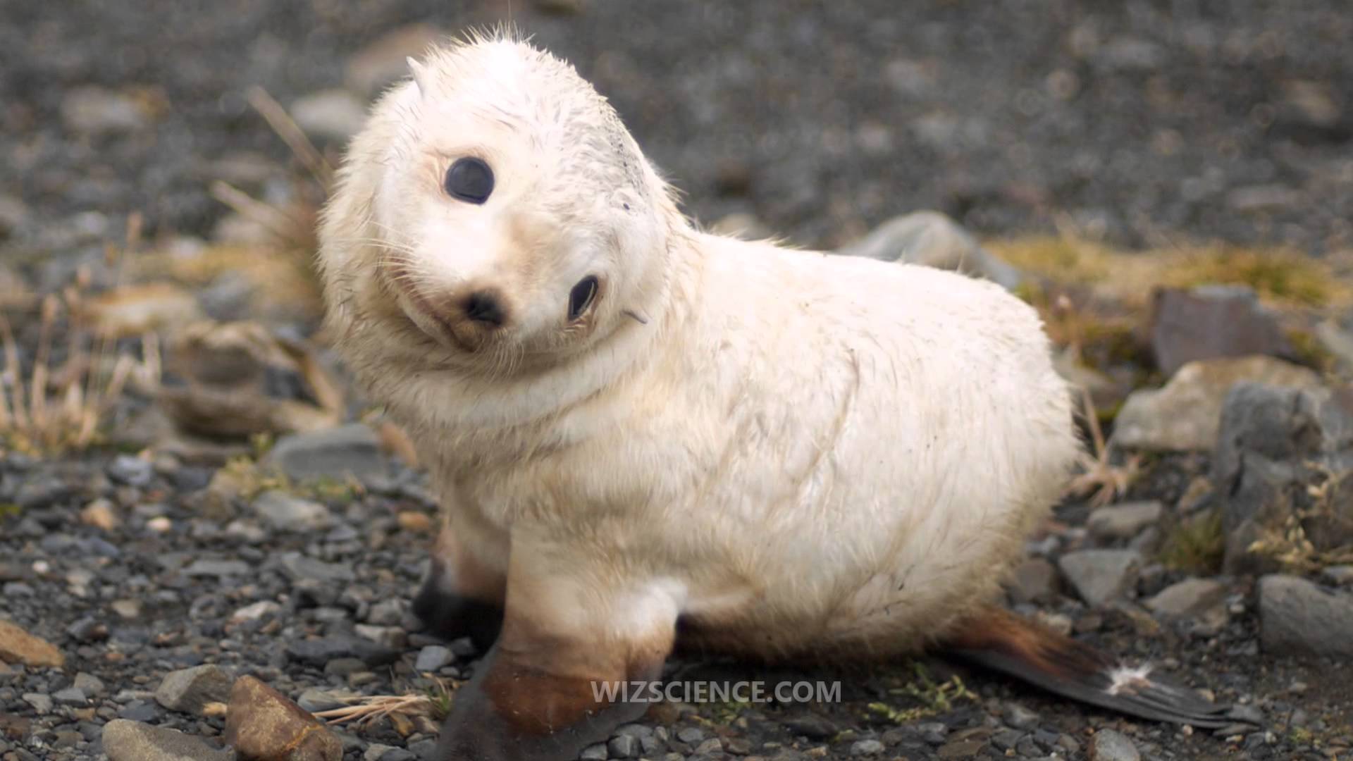1920x1080 Antarctic fur seal