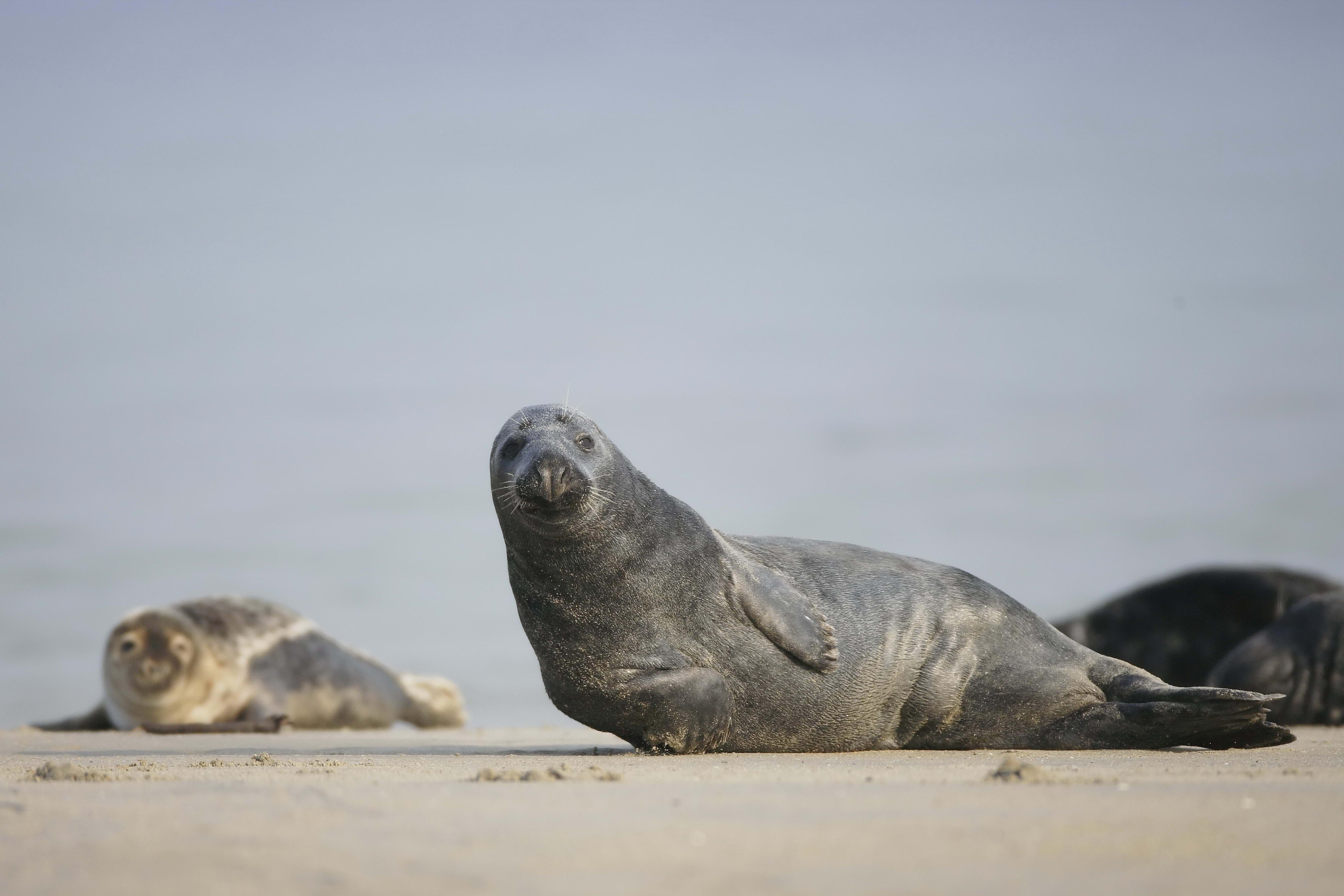 Fur seal. Тюлень. Морской котик. Смешной тюлень. Тюлень на песке.