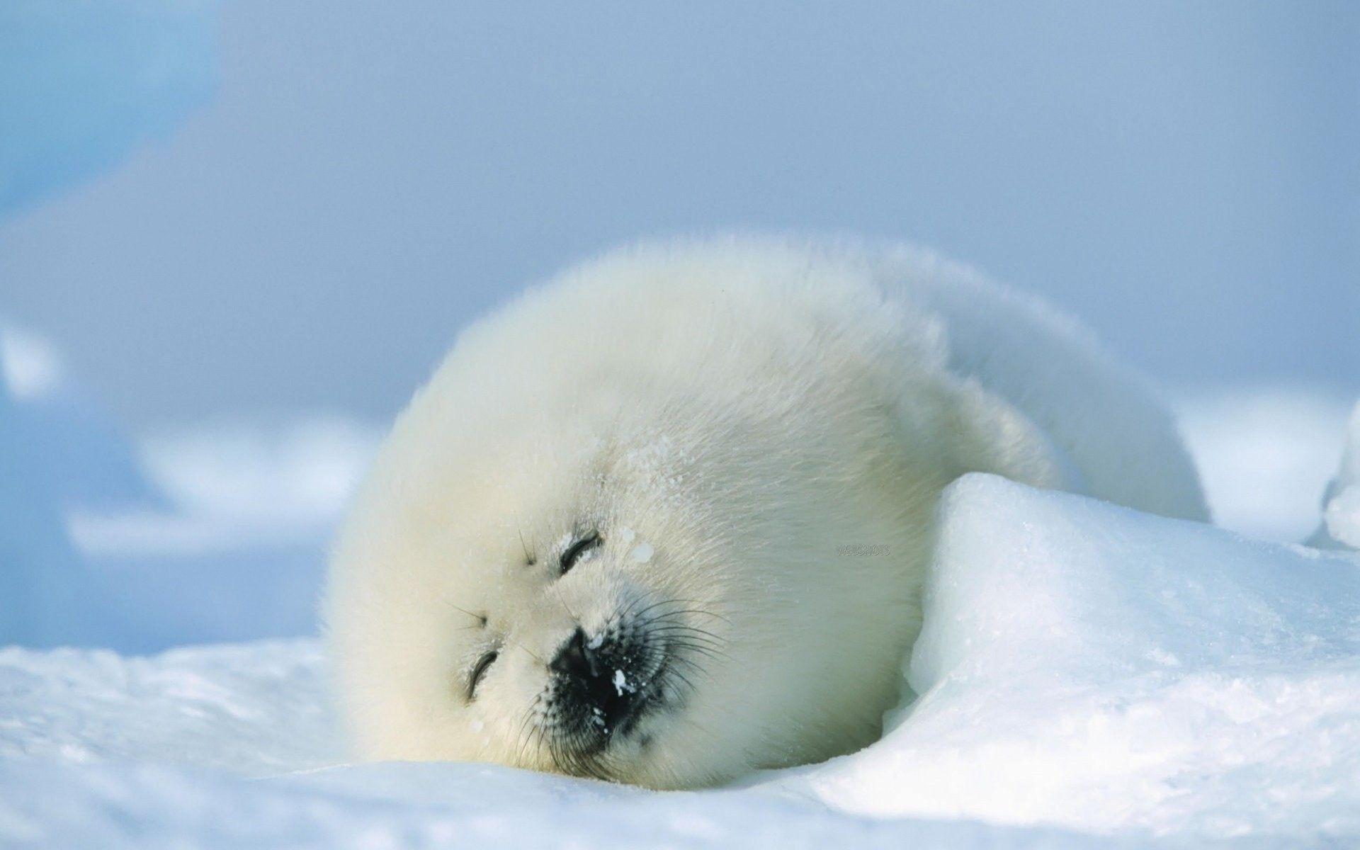 1920x1200 Baby Animals: Baby Snow Puppy Animals Winter Sleeping Cute Fur Seal