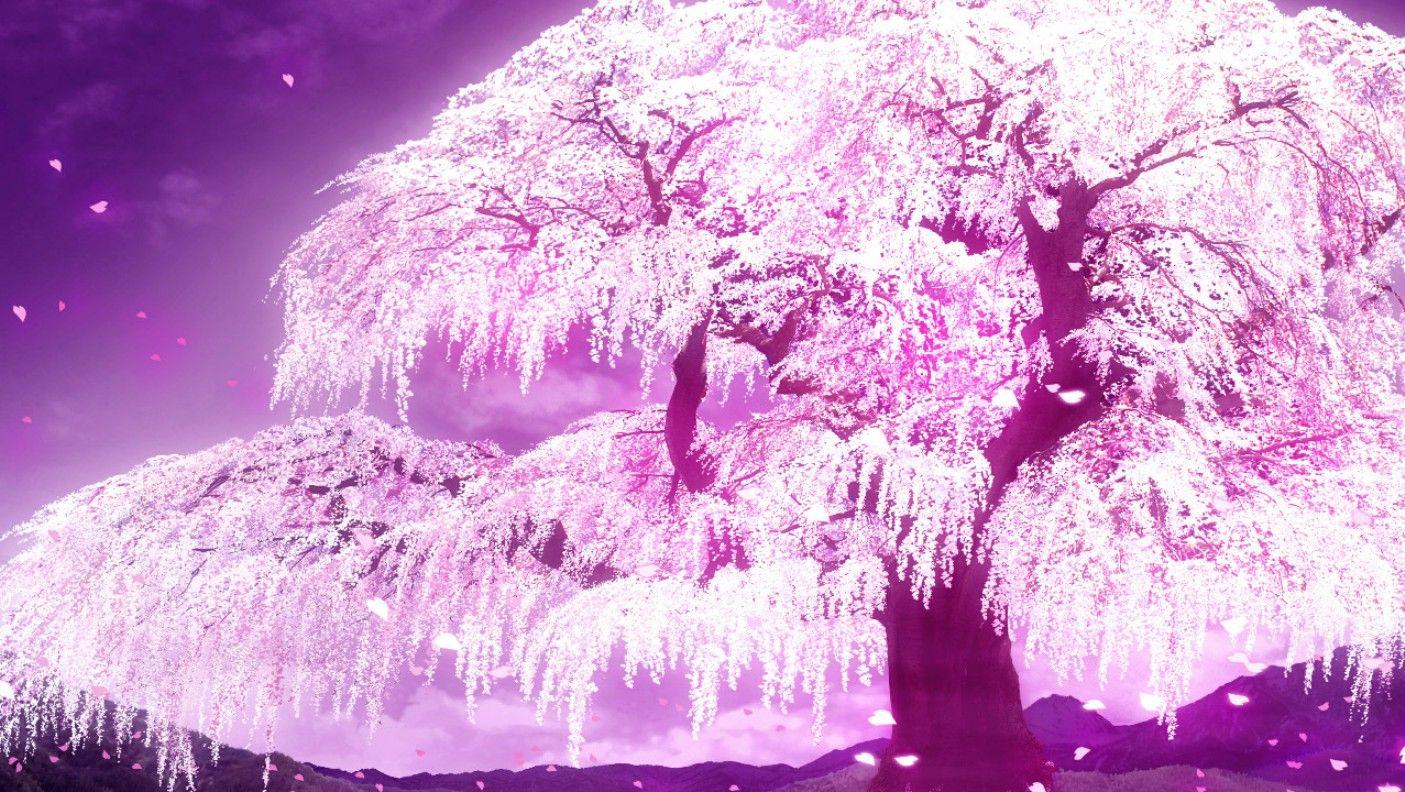 1405x792 Anime Cherry Blossom Wallpaper on .