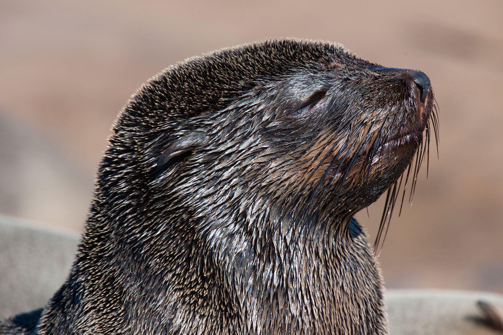 2048x1365 Namibia's Cape Fur Seal Trade Remains Shrouded in Secrecy