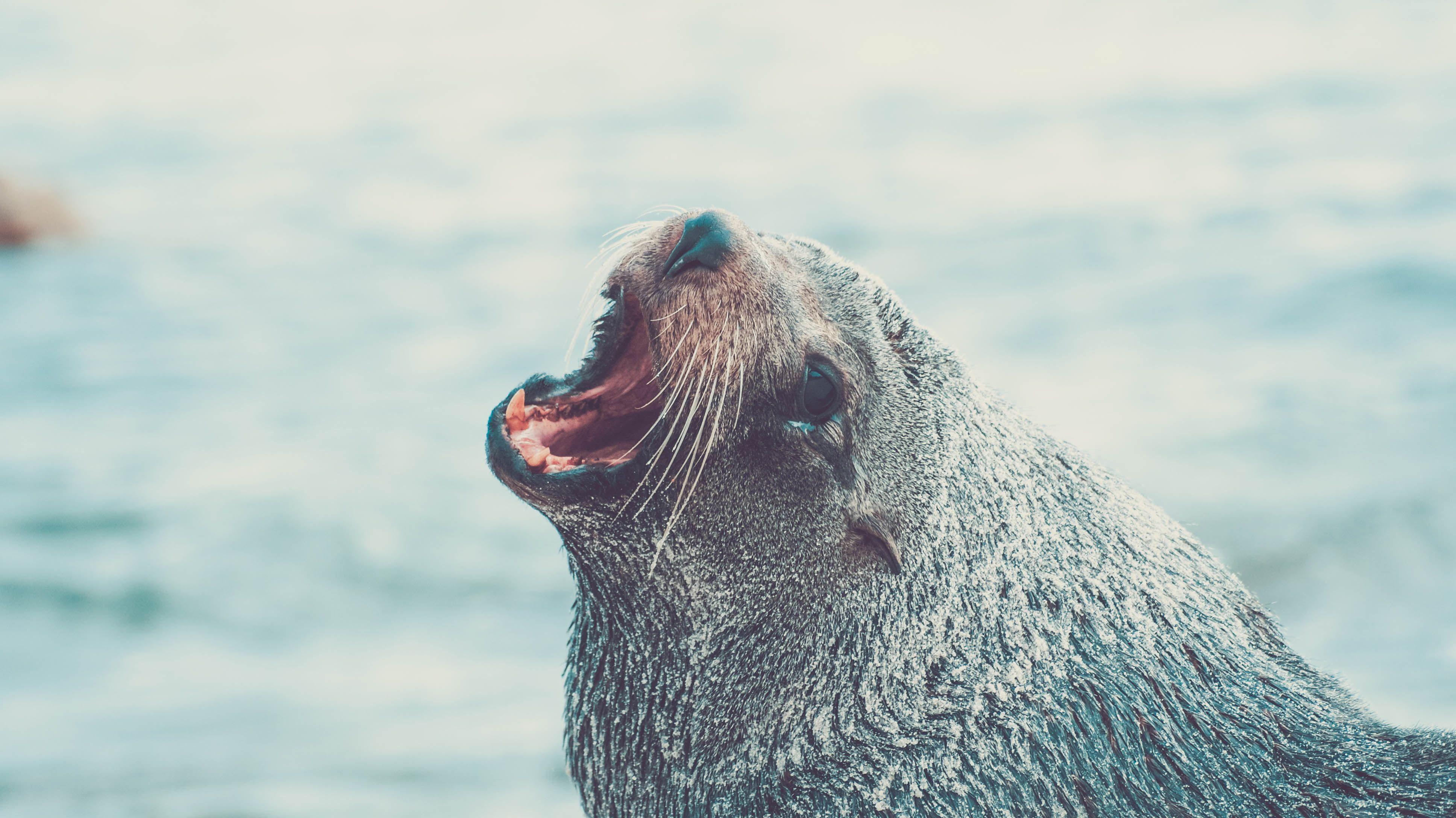 3872x2176 Grey seal, Fur seal, Cry, Muzzle HD wallpaper