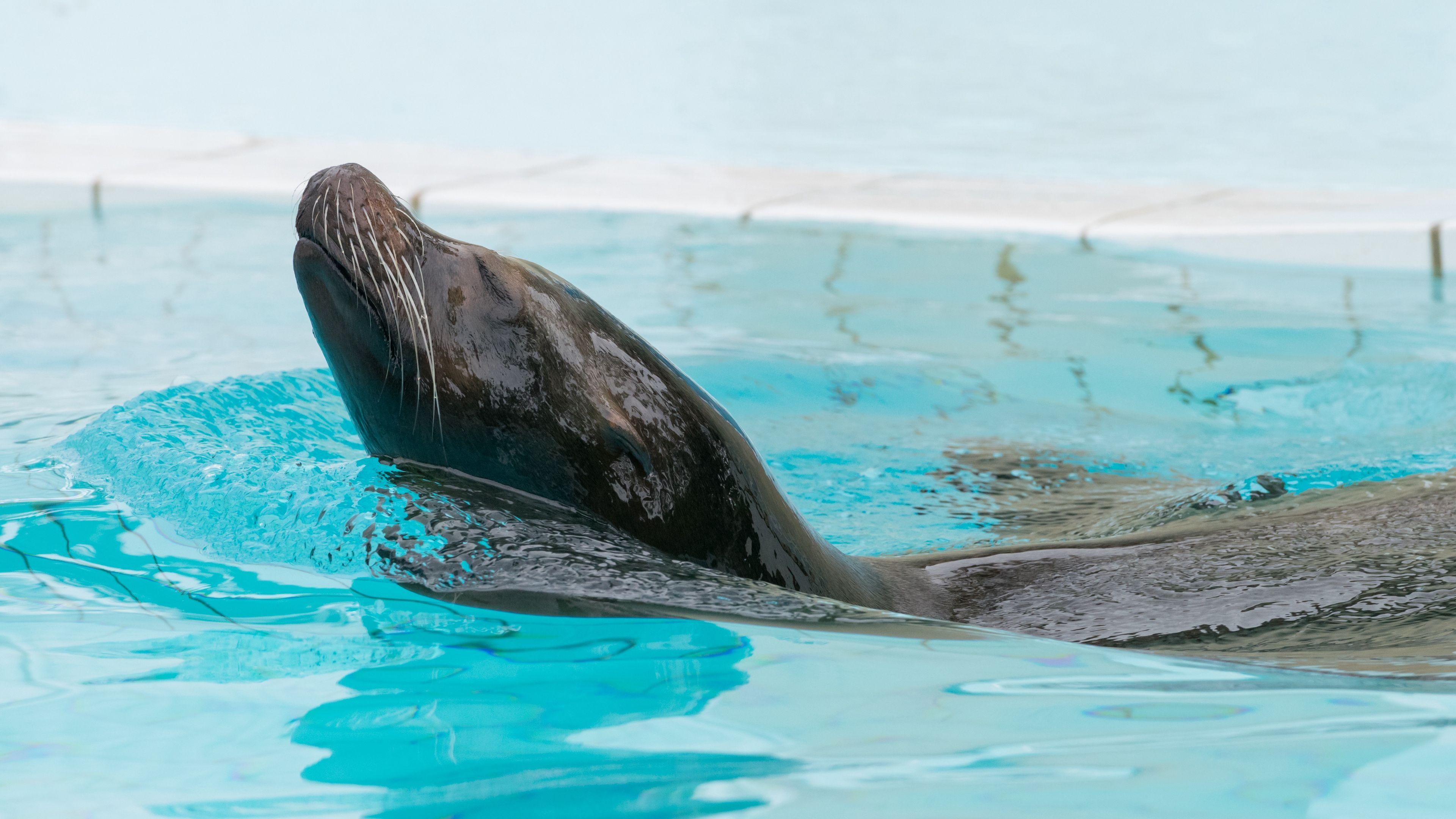 3840x2160 Download wallpaper 3840x2160 fur seal, swimming, pool 4k uhd 16:9 HD