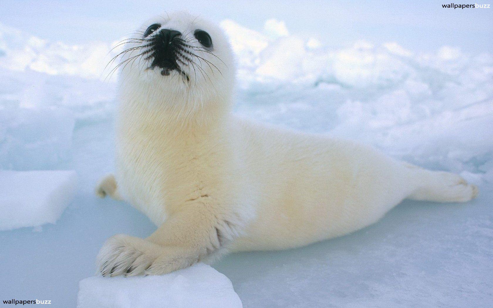 1680x1050 Seal lying on the ice HD Wallpaper