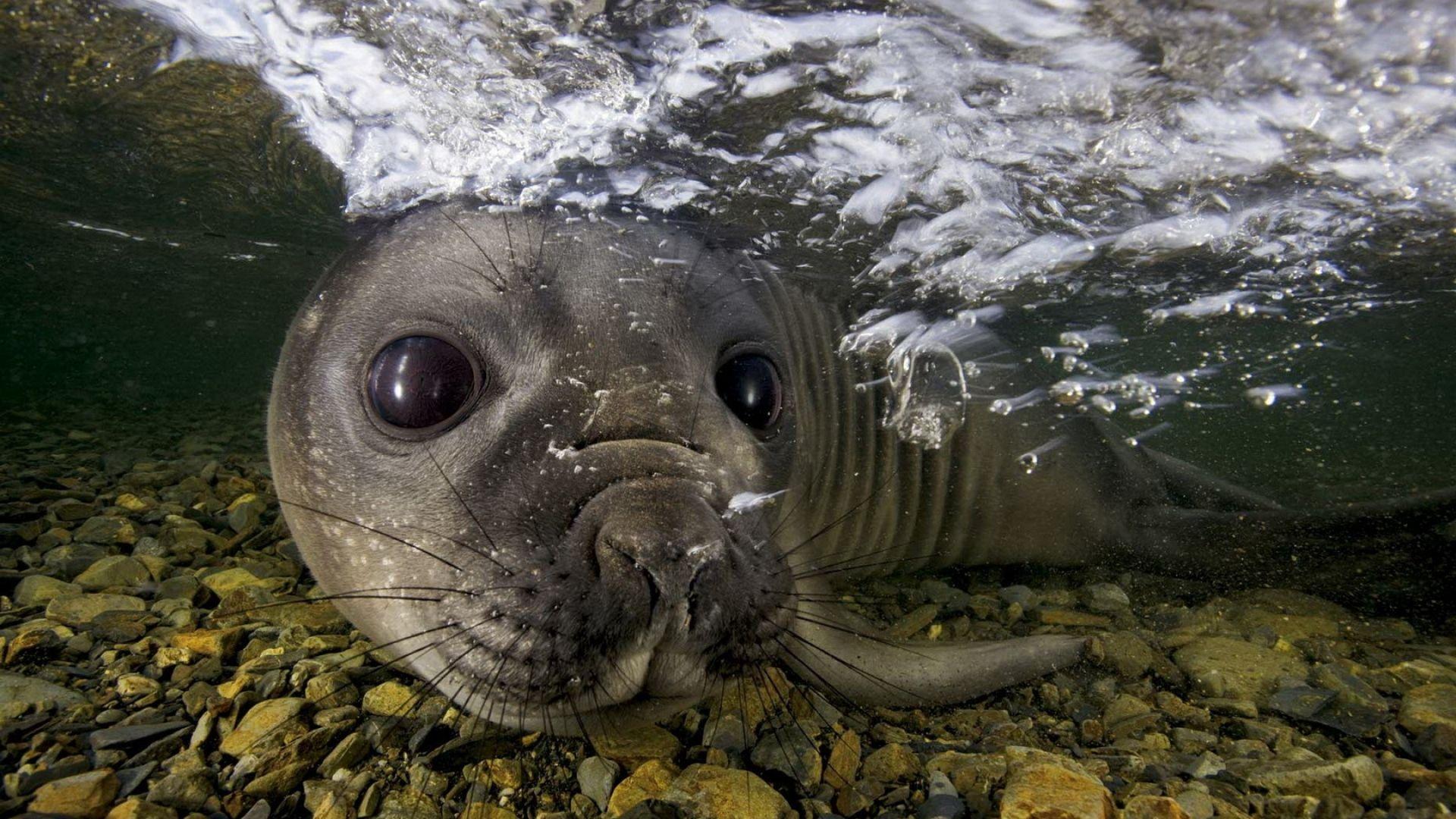 1920x1080 Download Wallpaper 1920x1080 fur seal, underwater, swimming, face