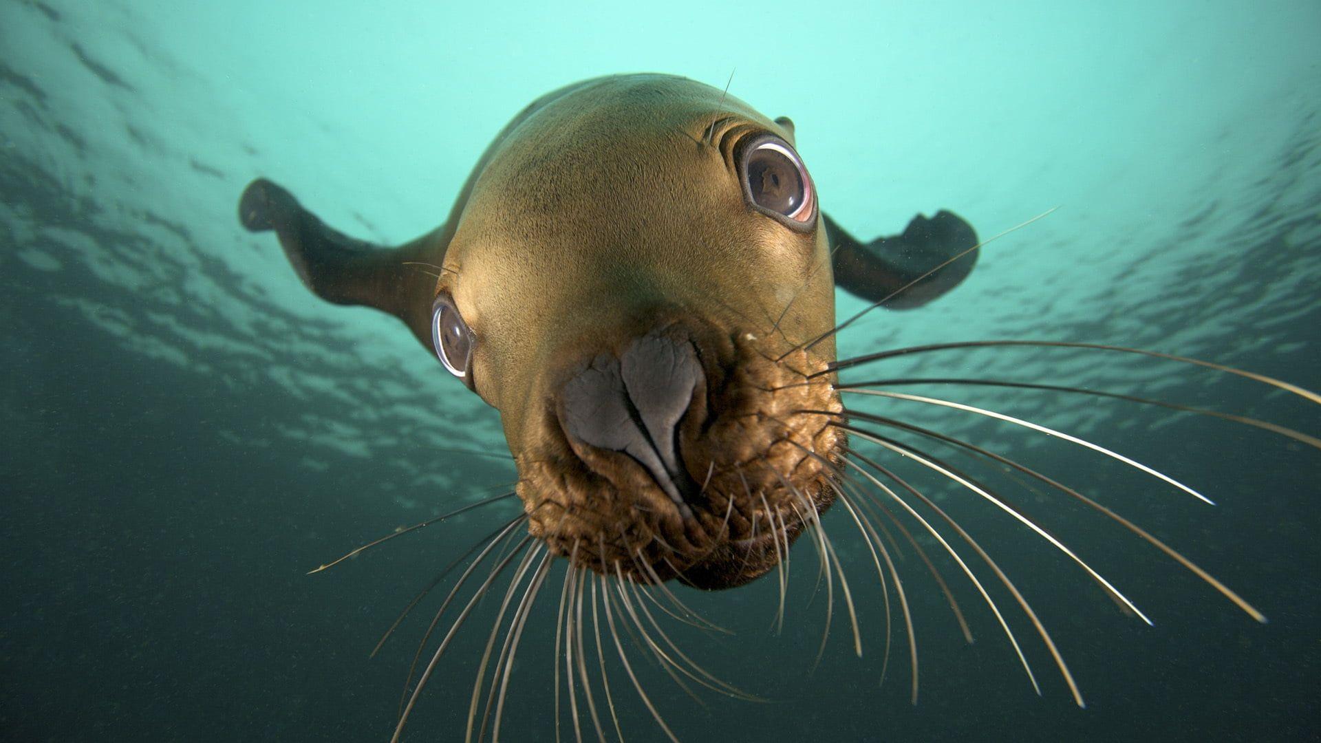 1920x1080 Brown Seal PHoto HD wallpaper