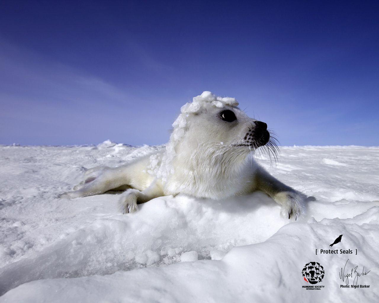 1280x1024 Seal Wallpaper by Nigel Barker : Humane Society International