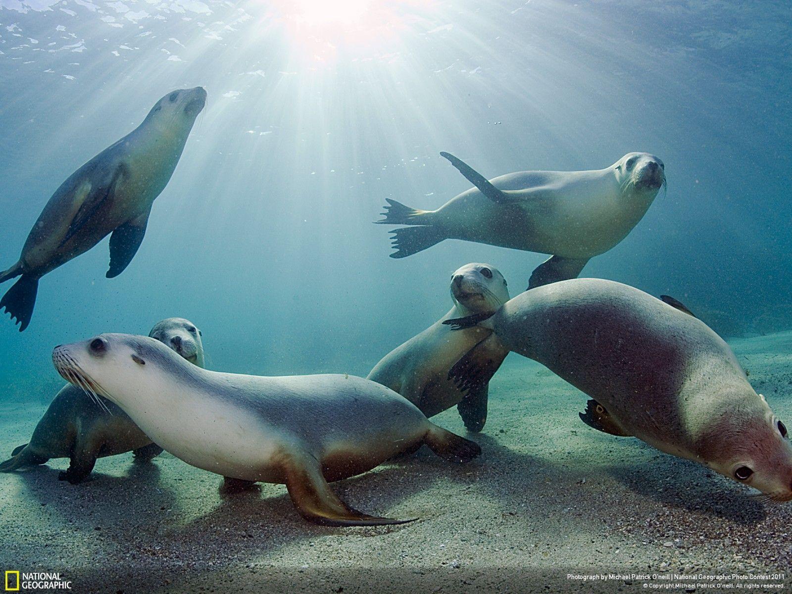 1600x1200 Sea Lion Wallpaper Animal Spot