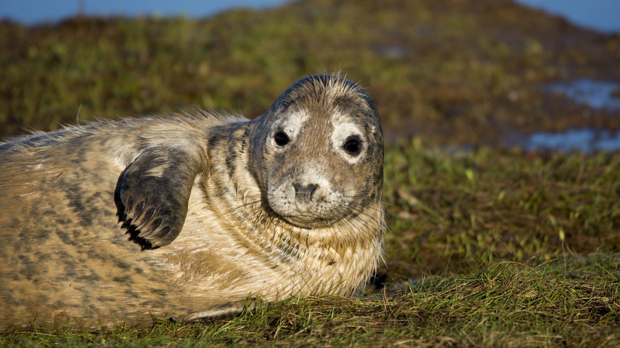 2560x1440 Download wallpaper 2560x1440 seal, fur seal, wet, lying widescreen