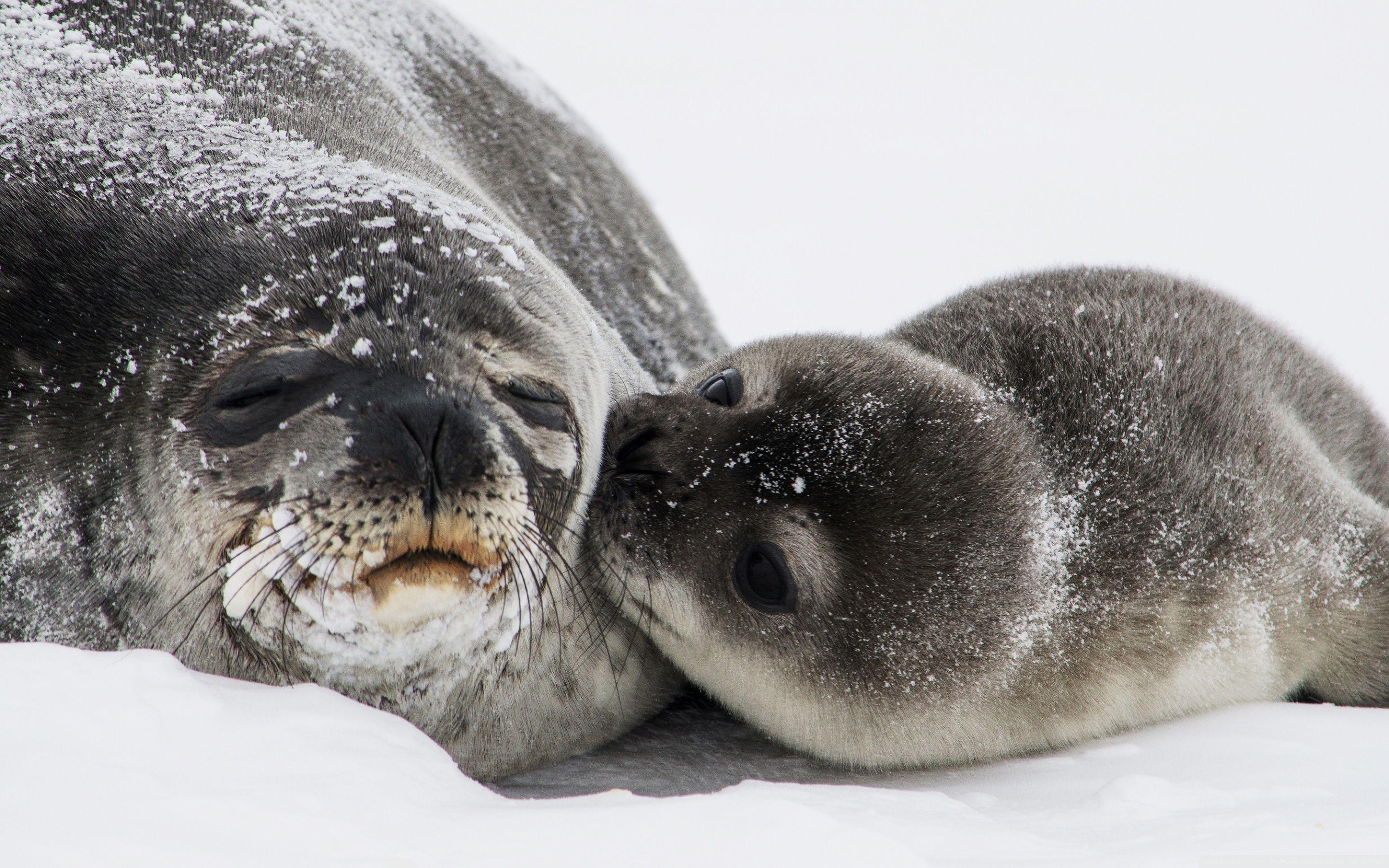 2880x1800 Cute Baby Seal Kiss ❤ 4K HD Desktop Wallpaper for 4K Ultra HD TV