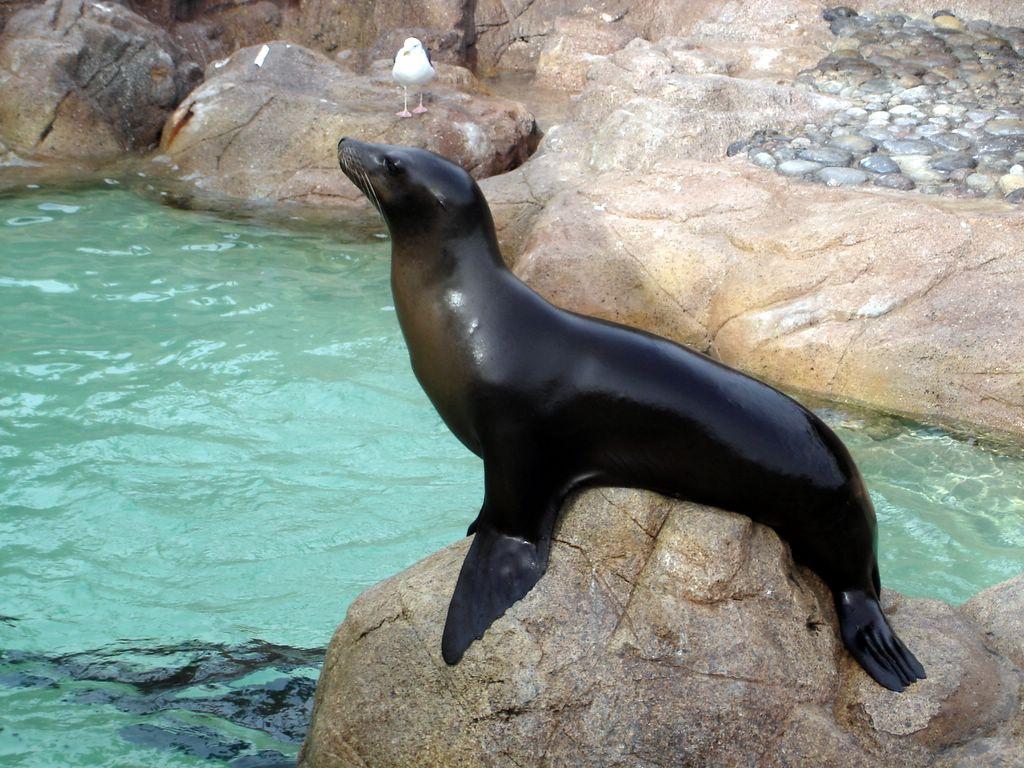 1024x768 Sea Lion Wallpaper Animal Spot