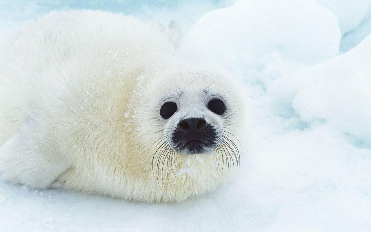 1280x800 Seals image Cute Seal HD wallpaper and background photo